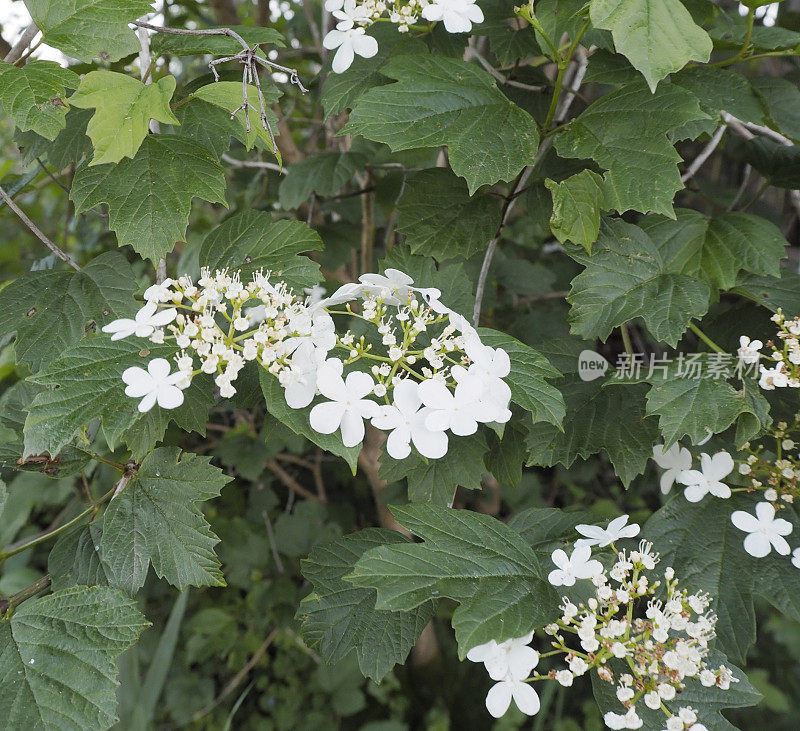 荚蒾(Viburnum opulus)开花